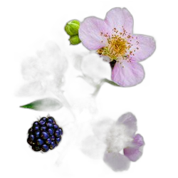 Image of Raspberry Blossom note